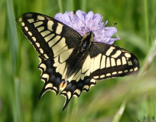Papilio machaon